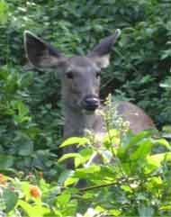 Sambar Deer
